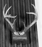 trophée de chasse : bois de cerf