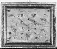 cadre vitrine : papillons du Brésil