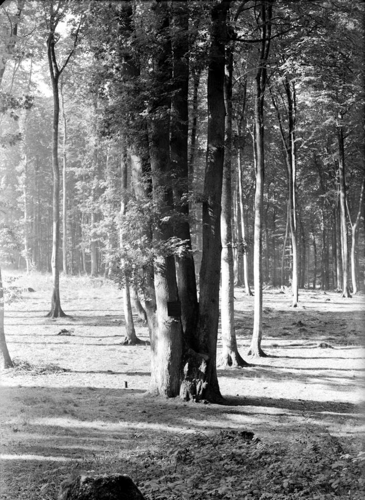 présentation de l'aire d'étude : Arelaune-en-Seine (La Mailleraye-sur-Seine, Saint-Nicolas-de-Bliquetuit), Notre-Dame-de-Bliquetuit, Vatteville-la-Rue