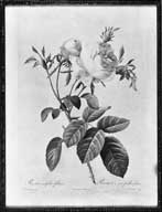 estampe : rosier à cent feuilles, foliace