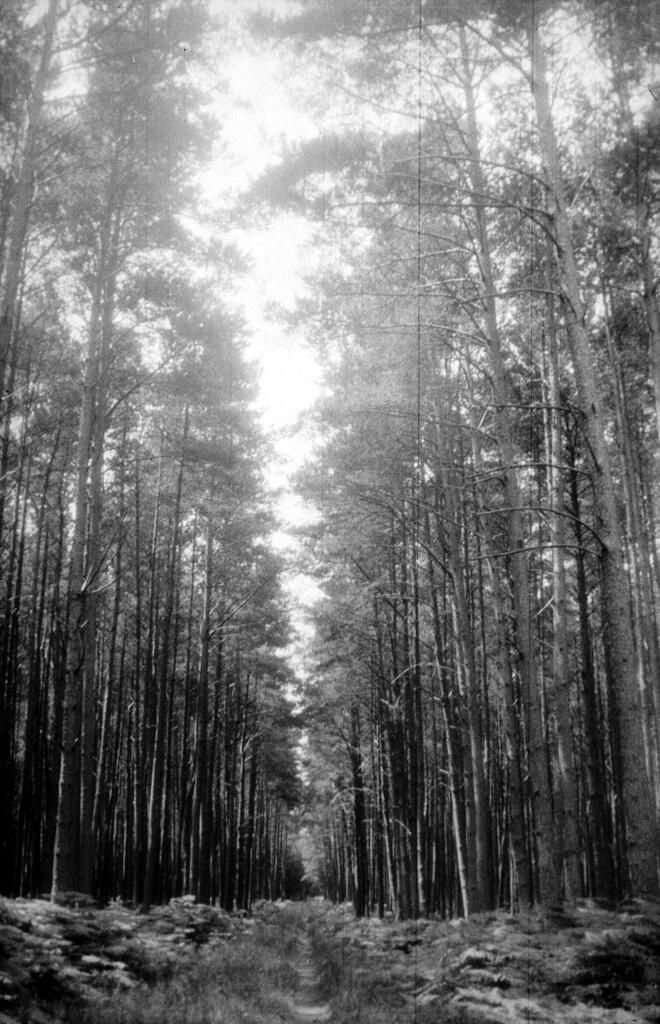 présentation de l'aire d'étude : Arelaune-en-Seine (La Mailleraye-sur-Seine, Saint-Nicolas-de-Bliquetuit), Notre-Dame-de-Bliquetuit, Vatteville-la-Rue