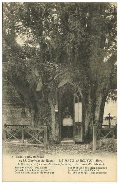 ifs millénaires, chapelle Sainte-Anne-des-Ifs et oratoire Notre-Dame-de-Lourdes