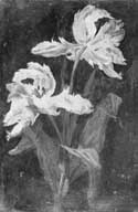 tableau : tulipes perroquet