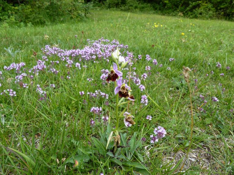 Pelouse calcaire de l'ancienne carrière du Val Persil avec ses orchidées sauvages. 