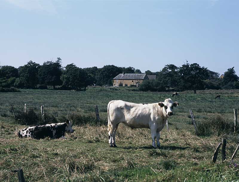 présentation de la commune de Gorges