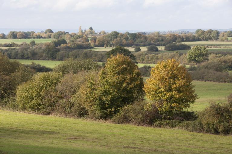 Secteur de Pervenchères, haies bocagères.