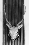 trophée de chasse