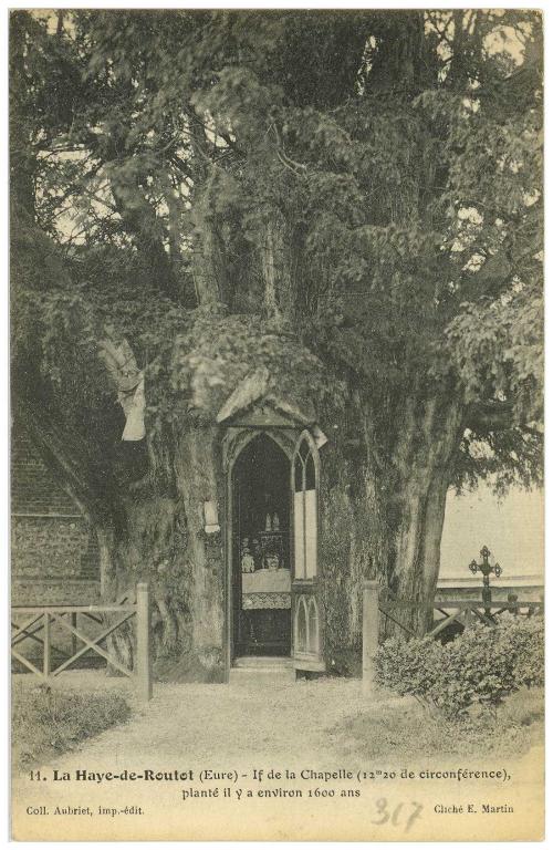 ifs millénaires, chapelle Sainte-Anne-des-Ifs et oratoire Notre-Dame-de-Lourdes