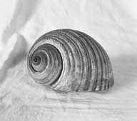 objet décoratif : coquillage